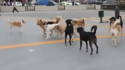 Başıboş dolaşan köpekler ile kim ilgileniyor?