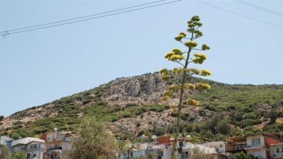100 yılda bir çiçek açan sabır otu İzmir’de çiçeklendi