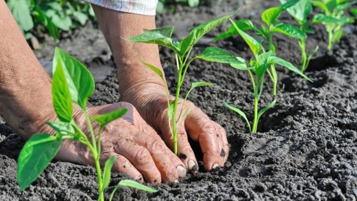 Bornova Belediyesi’nden vatandaşlara 30 bin zerzevat fidanı