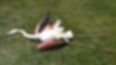 İzmir’deki flamingoların mevt sebebi aşikâr oldu