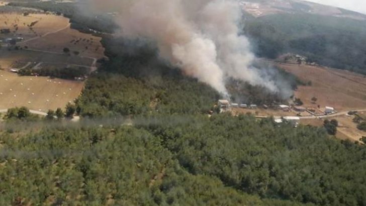İzmir’in Bornova ilçesinde orman yangını çıktı