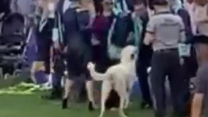 Başıboş köpek mezuniyet merasiminde insanlara saldırdı