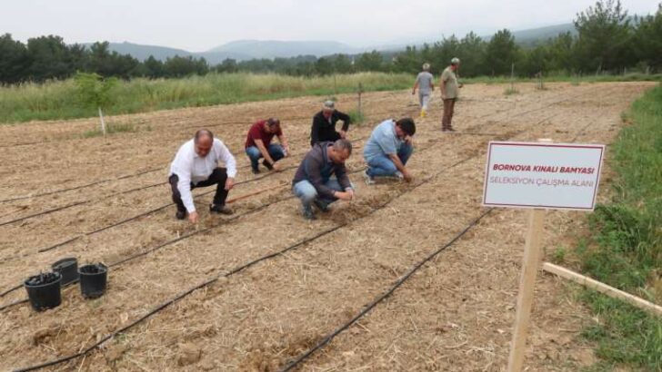 Bornova Kınalı Bamyası’na müdafaa kalkanı