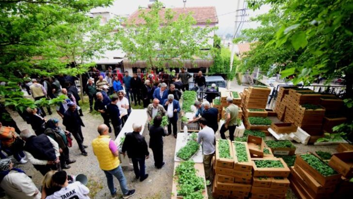 Bornova’da mahallî üreticiye 500 bin fide
