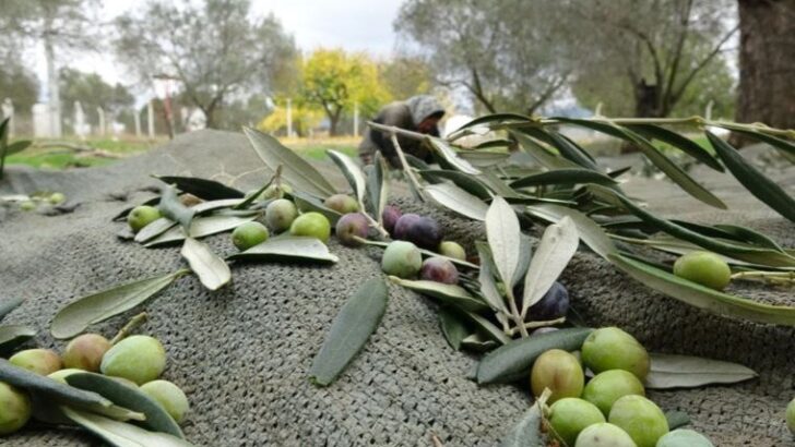 İklim değişikliği zeytin üretimi vuruyor