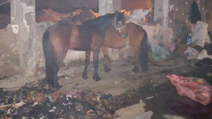 İzmir’de ‘kaçak kesim’ baskını: 10 katır ve 3 eşek kurtarıldı