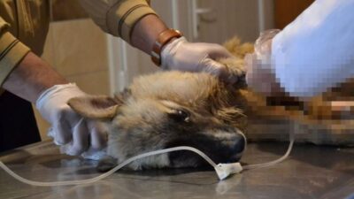 Manisa’da vahşet: Köpekleri tarım ilaçlı tavuk etiyle öldürmüşler!
