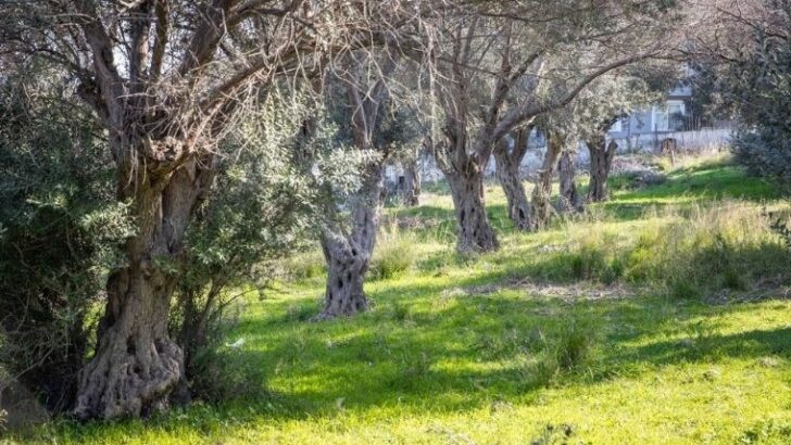 Buca Onat Tüneli’nde ağaçlar müdafaa altında