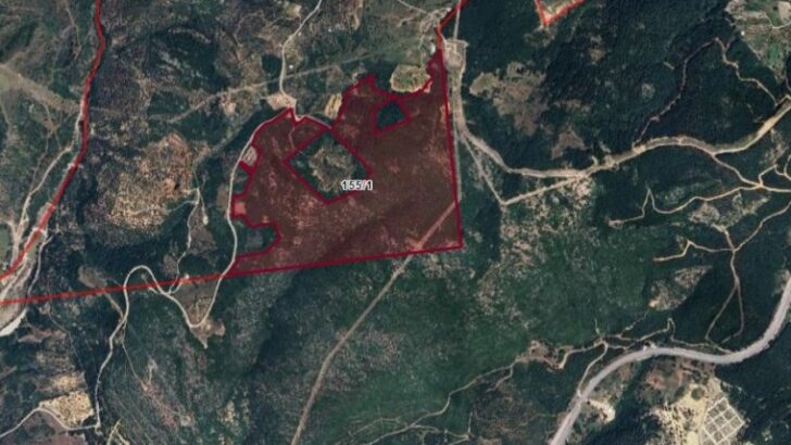 Yenilenebilir güç ismi altında orman katliamı