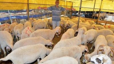 İzBB’den Kurban Bayramı için bağış kampanyası