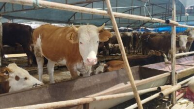 Kurban satıcıları umduğunu bulamadı: Yüzde 90 ziyan edeceğiz