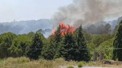 Son Dakika… Bornova’da orman yangını!