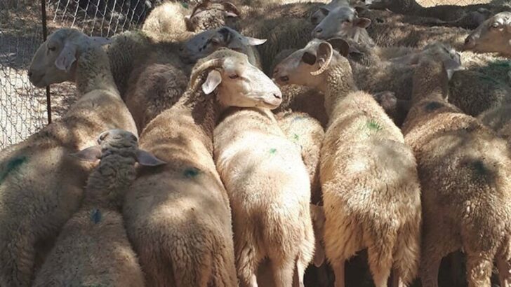 Muğla’da 30 koyun zehirlenerek öldürüldü