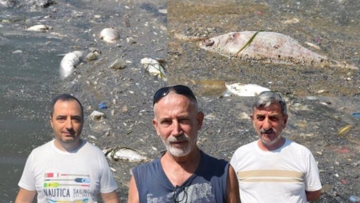 İzmir’de meyyit balıklar kıyıya vurdu