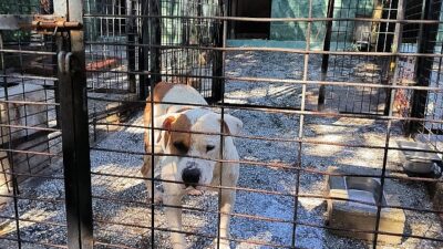Cet saldıran köpek yakalandı
