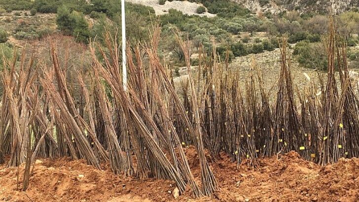 Muğla Büyükşehir Belediyesi “Her Kapıda Bir Fidan” projesi ile fiyatsız fidan dağıtımına başlıyor.
