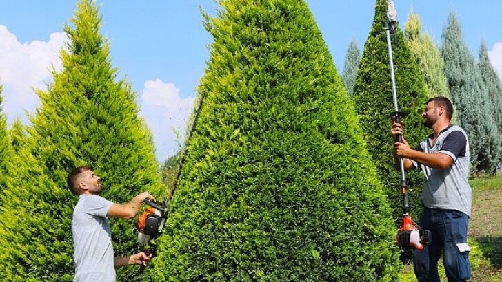 Suadiye Kavşağında ağaçlara estetik budama