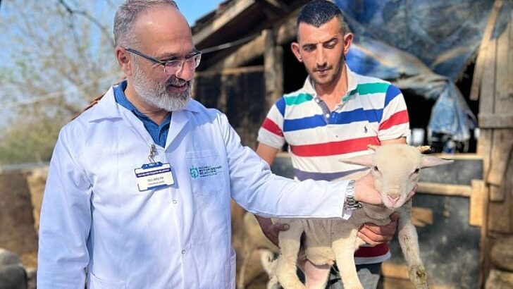 Büyükşehir’in koç takviyesiyle 5.400 kuzu doğdu