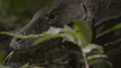 Dünyanın En Büyük Kertenkelesinin Uğraşını Anlatan ‘Ejder Günü’ 6 Ekim Pazar Günü 20.00’de National Geographic WILD Ekranlarında!