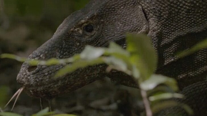 Dünyanın En Büyük Kertenkelesinin Uğraşını Anlatan ‘Ejder Günü’ 6 Ekim Pazar Günü 20.00’de National Geographic WILD Ekranlarında!