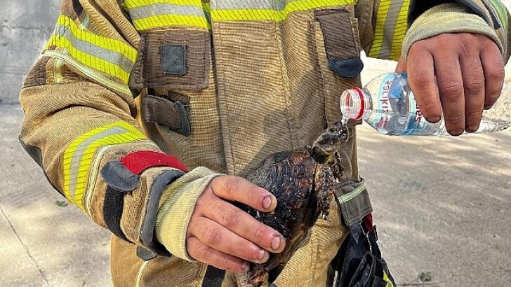 Foça’daki yangına İzmir İtfaiyesi ekipleri de müdahale etti