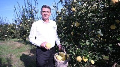 Hasat Başladı, Artık Eşme Ayva Şenliği Vakti