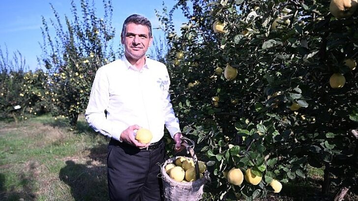 Hasat Başladı, Artık Eşme Ayva Şenliği Vakti