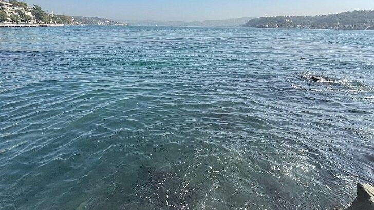 İBB’nin bağlı kuruluşu İstanbul Su ve Kanalizasyon Yönetimi (İSKİ), Baltalimanı’nda boğaza atık su akışı olduğu tezlerini yalanladı