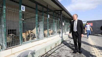 İnegöl’de Sokak Hayvanları İçin Yeni Adımlar Atılıyor