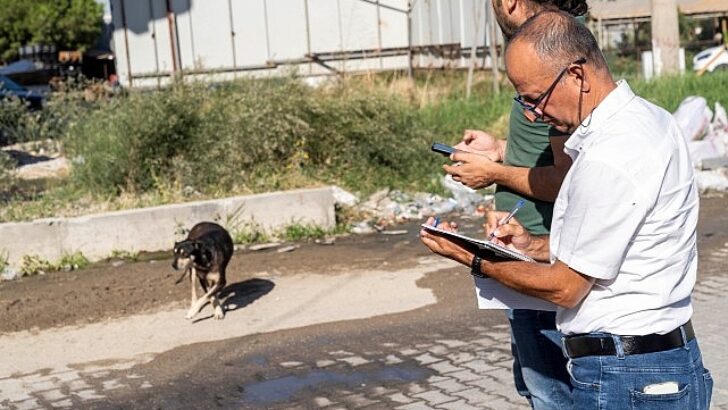 Sahipsiz Köpek Popülasyonu İdaresi İzmir Aksiyon Planı uygulanıyor