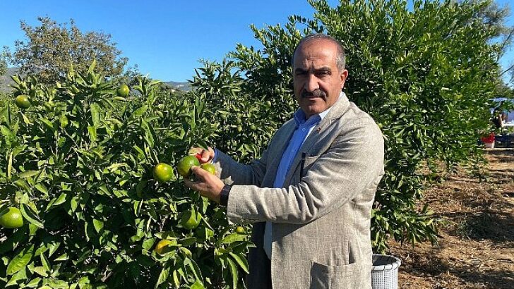 Satsuma mandalinanın ihracat seyahati 18 Ekim’de başlıyor