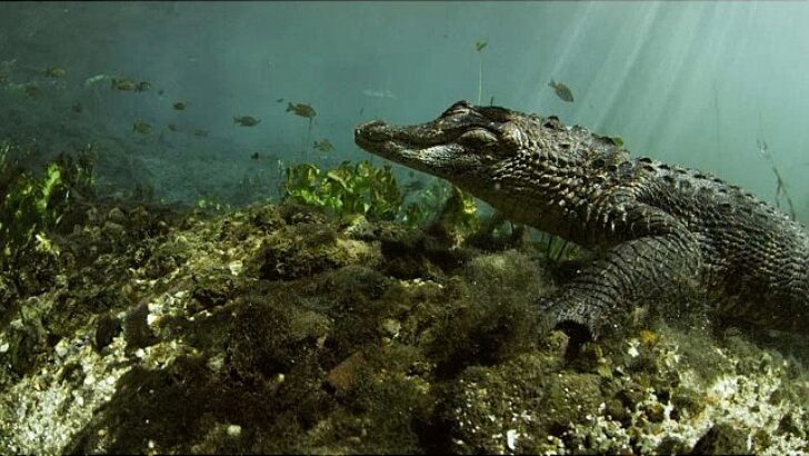 ‘Vahşi Florida: Sürüngenlerin Hükmettiği Yer’ 13 Ekim Pazar Günü 20.00’de National Geographic WILD Ekranlarına Geliyor!