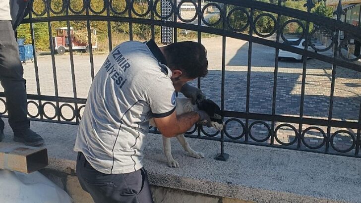 Başı demir parmaklıklara sıkışan köpek itfaiye tarafından kurtarıldı