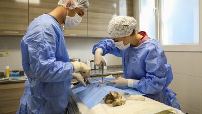 Buca’da yeni kısırlaştırma ünitesi ile daha fazla kedi kısırlaştırılacak