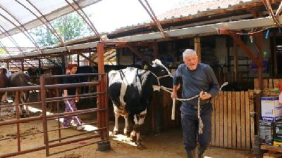 Büyükşehir Belediyesi’nin hayvan üreticilerine takviyesi sürüyor