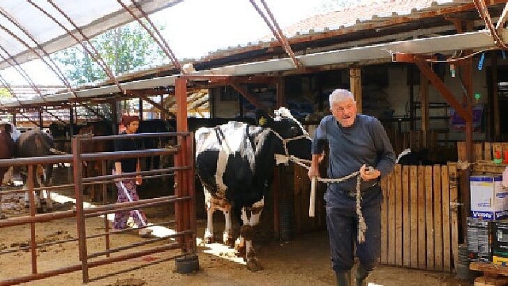 Büyükşehir Belediyesi’nin hayvan üreticilerine takviyesi sürüyor