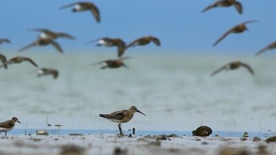 Dünya Doğa Koruma Birliği (IUCN) 16 kuş türünün durumunun kötüye gittiğini açıkladı, bunlardan 5’i Türkiye’de görülen türler.