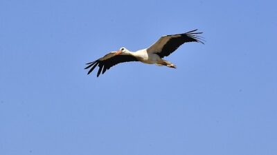 İzmir Doğal Hayat Parkı yaban hayatın sakinlerine şifa dağıtıyor