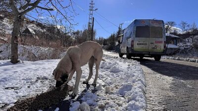 Keçiören Belediyesi can dostları unutmadı