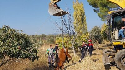 Kemalpaşa Ulucak Mahallesi’nde su kuyusuna düşen yılkı atı, grupların ağır çalışmaları sonucu kurtarıldı