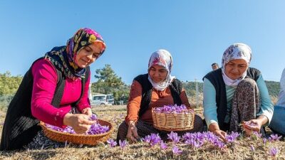 Lider Özyiğit, “Türkiye’nin en çok safran üreten ilçelerinden biri olabiliriz