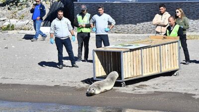 Tedavisi tamamlanan Akdeniz foku mavi sularla buluştu