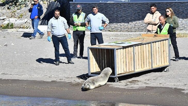 Tedavisi tamamlanan Akdeniz foku mavi sularla buluştu