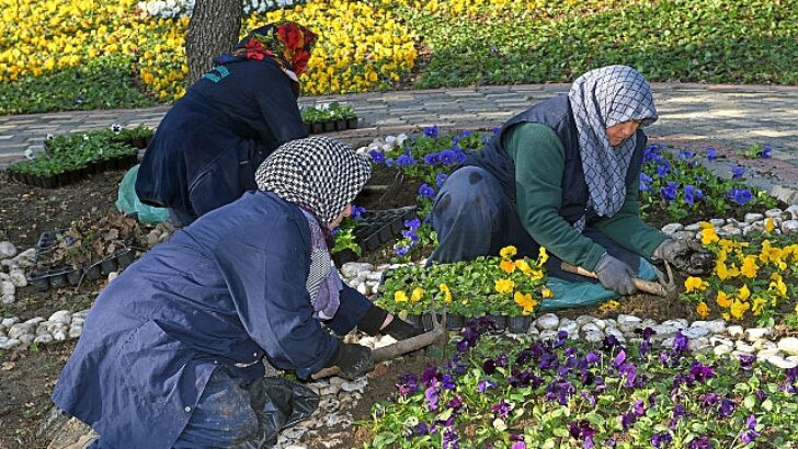 300 bin kış çiçeği toprakla buluşuyor