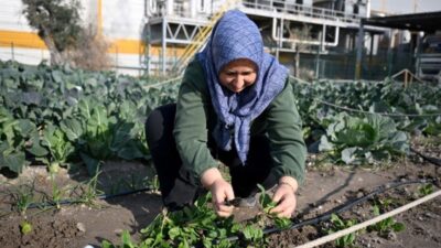 38 bayan haftada 2 gün çalışarak yetiştirdi! Birinci hasadı başladı…