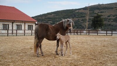 Alia Park’ın Birinci Tayı Dünyaya Geldi