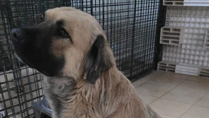 Balçova Belediyesi Can dostlarımız sahiplendirildi, durumları yeterli