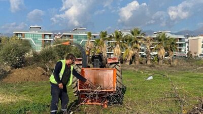 Budanan ağaçlar gereksinim sahiplerine yakacak oluyor