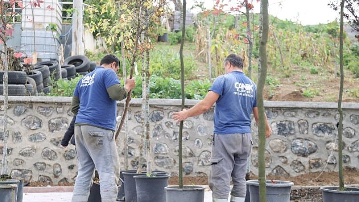 Canik’te 33 bin 668 Ağaç Kurtarıldı
