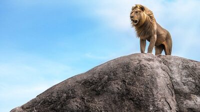 ‘Çöl Aslanları: İskelet Kıyısında Hayatta Kalmak’ 7 Aralık Cumartesi Günü 20.00’da National Geographic WILD Ekranlarında!